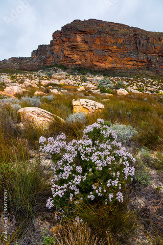 Pakhuis Pass, Wildflowers, Clanwilliam, Cederberg Mountains, Western Cape province, South Africa, Africa photo