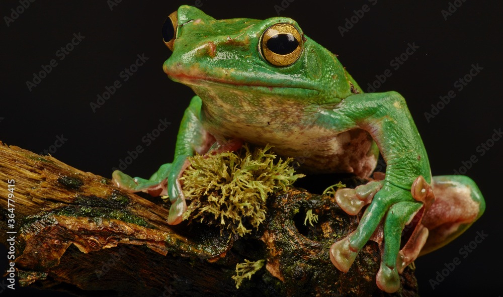 Obraz premium Frog sitting on a branch