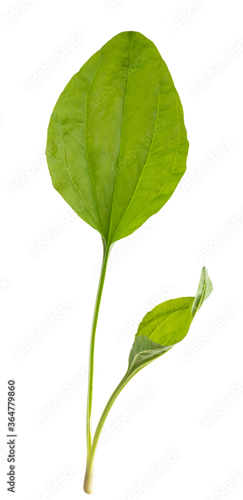 Fototapeta premium Broadleaf plantain