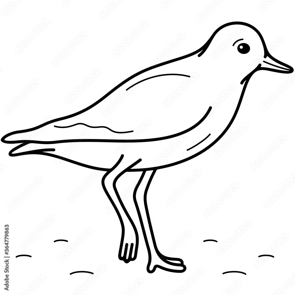 American Golden-Plover American Golden-Plover