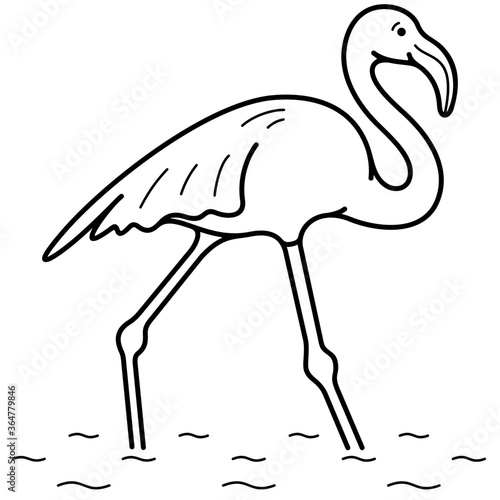 American Flamingo