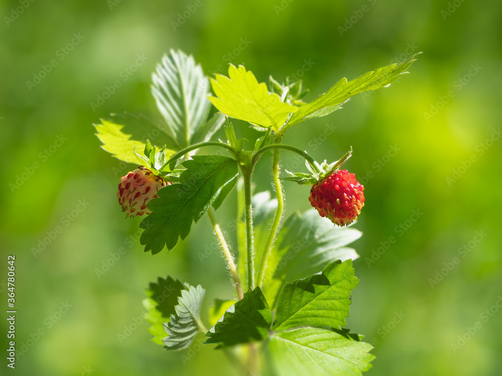 A Bush of ripe forest strawberries on a bright natural green background A Bush of ripe forest strawberries on a bright natural green background