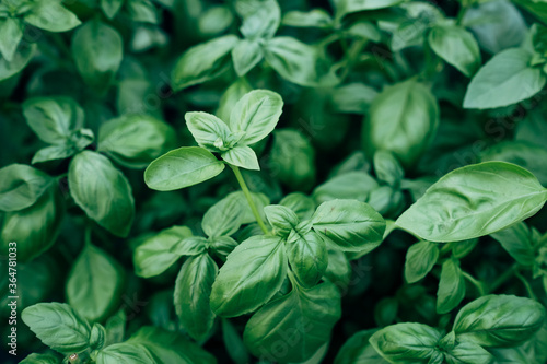 green Basil in the garden