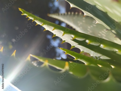 aloe vera plant