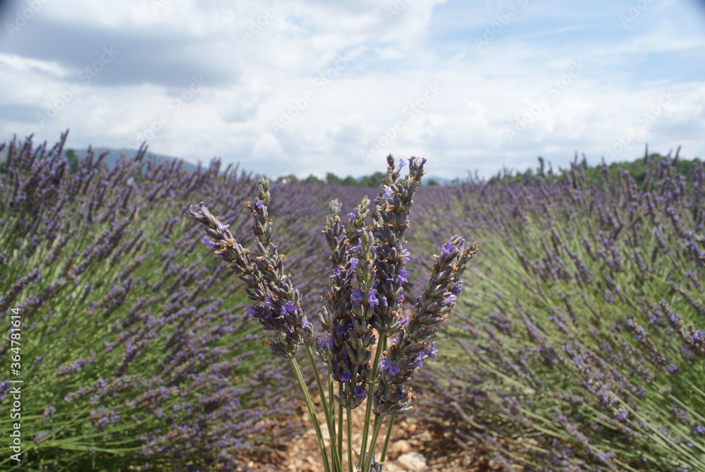 Naklejka premium Lawendowy bukiet wśród lawendy podróż