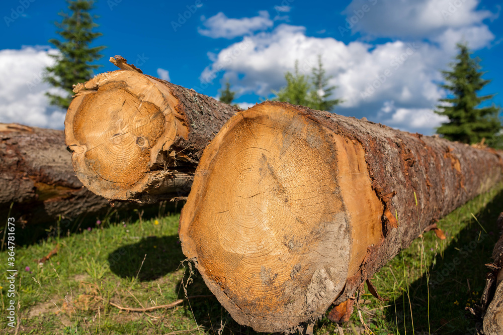 Illegal cutted pine logs near pine forest, blue sky with white clouds in the Carpathian mountains, Romania. Illegal cutted pine logs near pine forest, blue sky with white clouds in the Carpathian mountains, Romania.