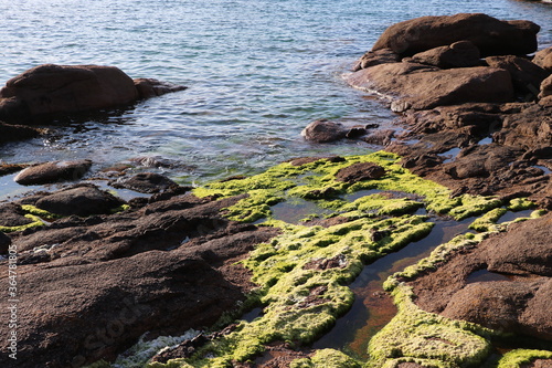 Mousse sur des rochers de la Côte de granite Rose en Bretagne