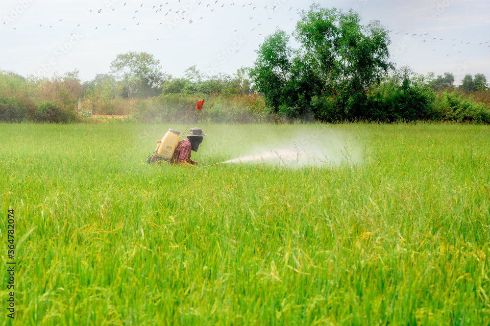 Spraying pesticides on rice seeding field Spraying pesticides on rice seeding field