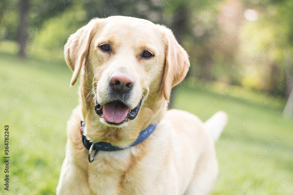 Smiling labrador dog in the city park portrait. Smiling and looking at camera, looking away