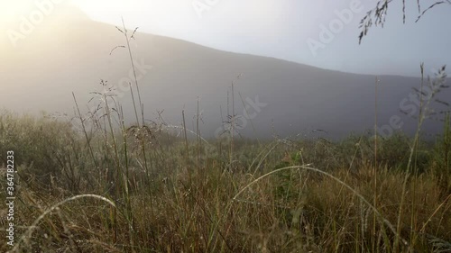 Long Grass in The Morning Mist photo