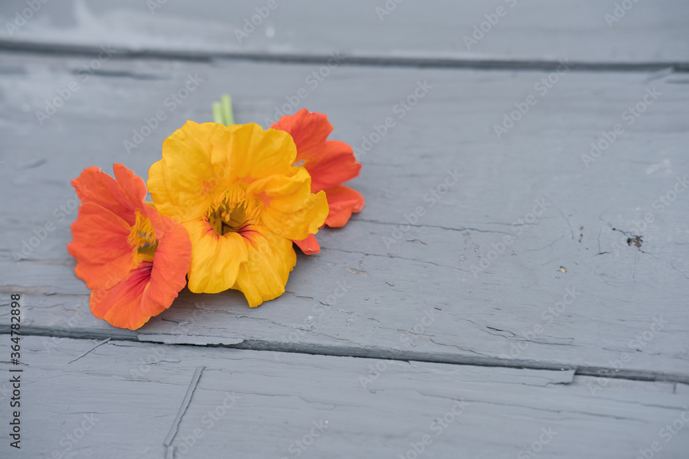 Nasturtium flowers on old grey table. Edible flowers concept. orange and yellow flowers on rustic table as ingredient for cooking. trendy edilble flower kitchen.