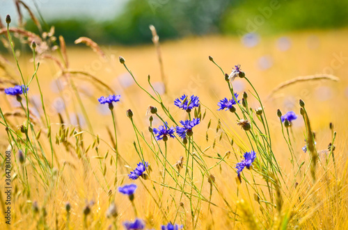 Beautiful blue cornflowers in front of an light brown grain field in summer © Brinja