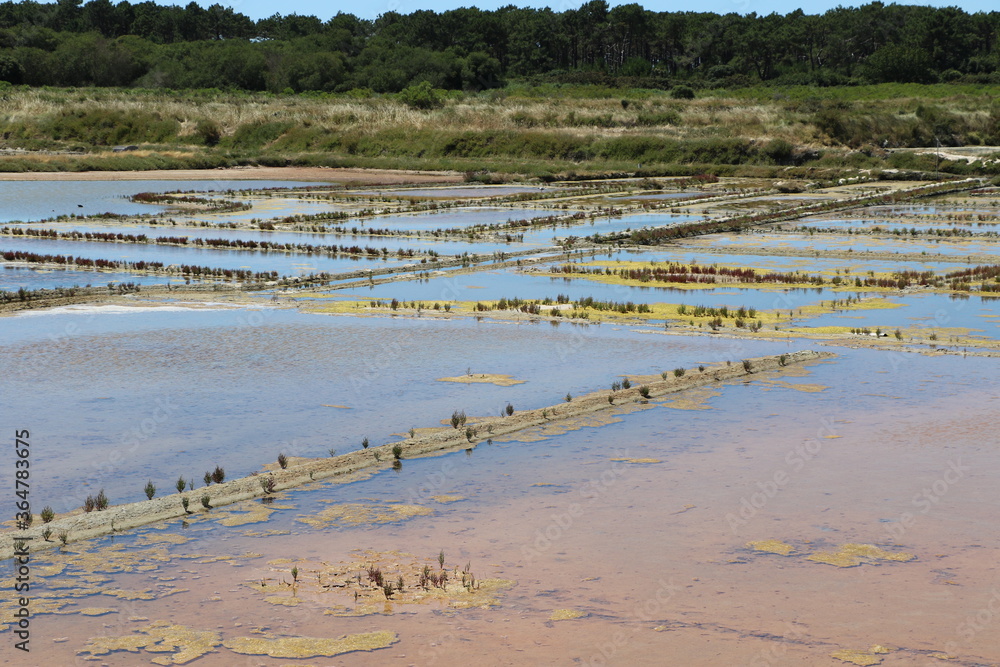 Marais salants de Guérande