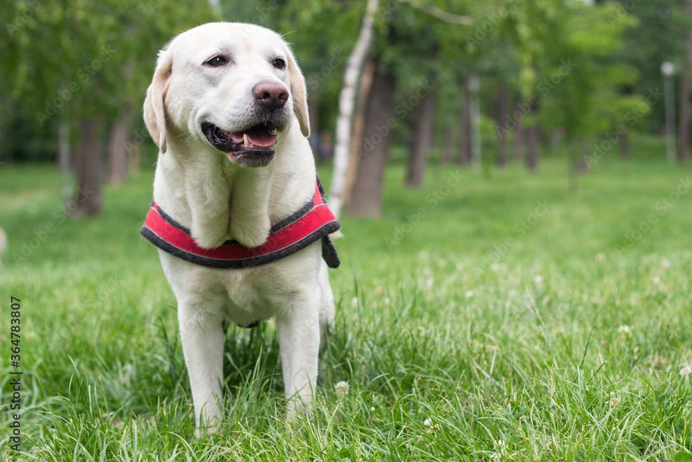 Labrador female dog resting in the public park, sitting down Labrador female dog resting in the public park, sitting down