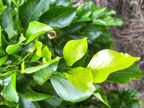 Indian pongam tree with beautiful yellowish green leaves.  Scientific name is pongamia millettia photo