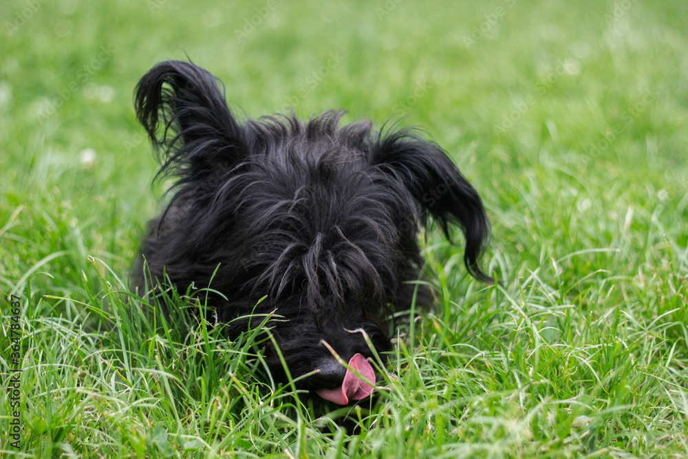 Funny little dog with tongue out, public park