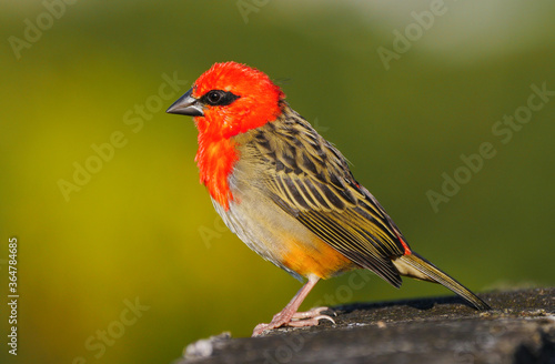 Red Fody bird from Mauritius © Tarikh Jumeer