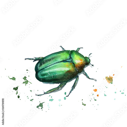 watercolor drawing of an insect - bronze beetle