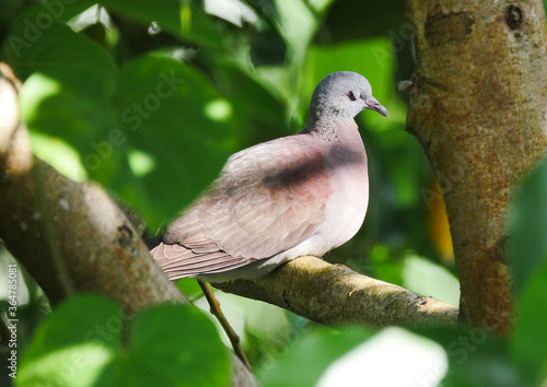 Dove closing eye on tree