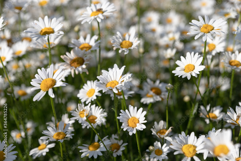 Daisies. Chamomile. Many flowers with white petals. Daisies. Chamomile. Many flowers with white petals.
