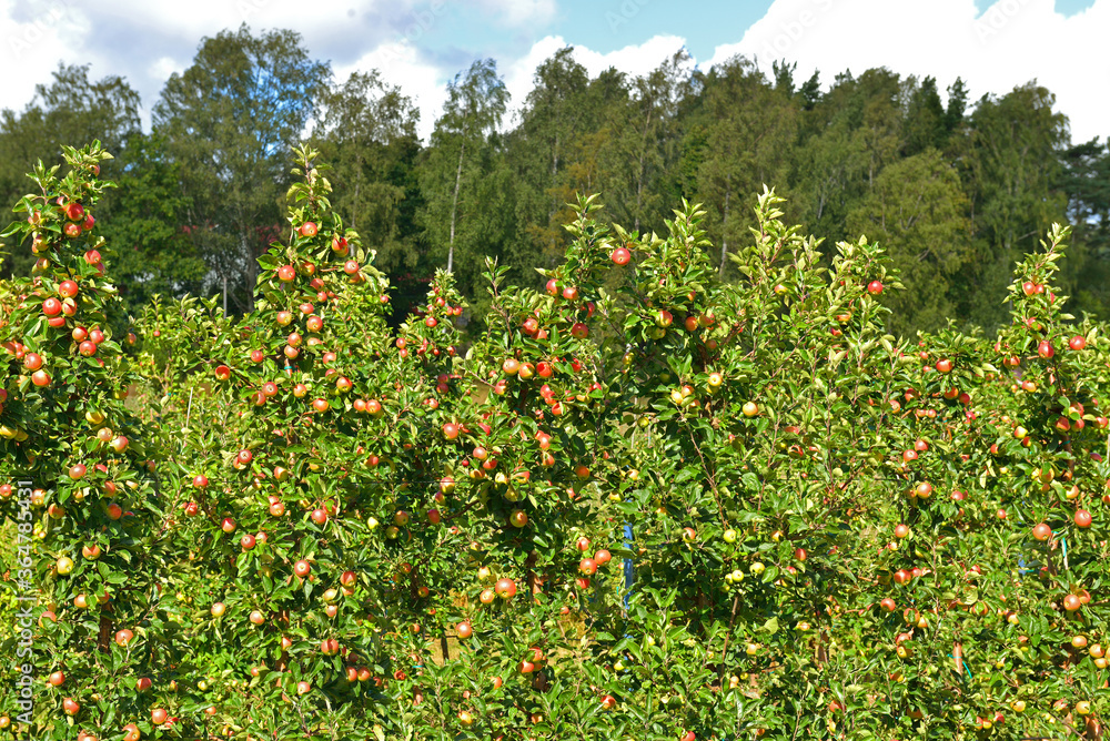 Apple orchard with red apples. Aland Islands