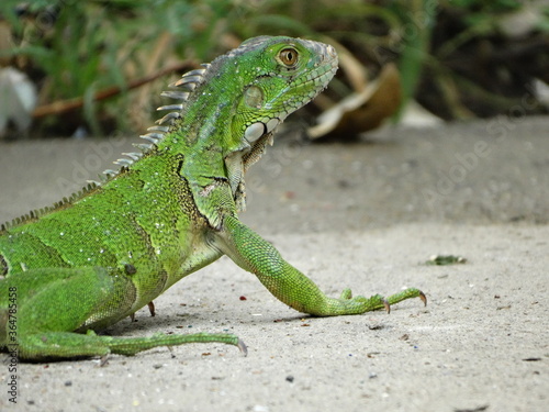 green iguana on the tree