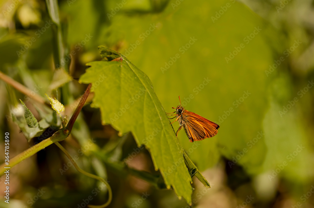Jumping butterfly with Yellow Antenna on leaf / Thymelicus sylvestris Jumping butterfly with Yellow Antenna on leaf / Thymelicus sylvestris
