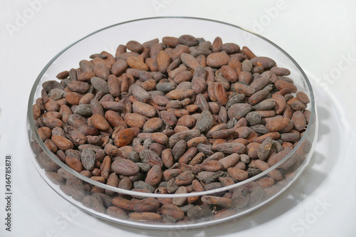 Bunch of Theobroma cocoa beans dried in a glass bowl isolated image photo