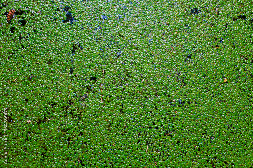 Duckweed on the surface of a forest lake Duckweed on the surface of a forest lake
