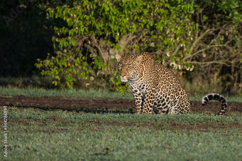 Leopard  Panthera pardus  in the early morning sunlight in the Maasai Mara  Kenya