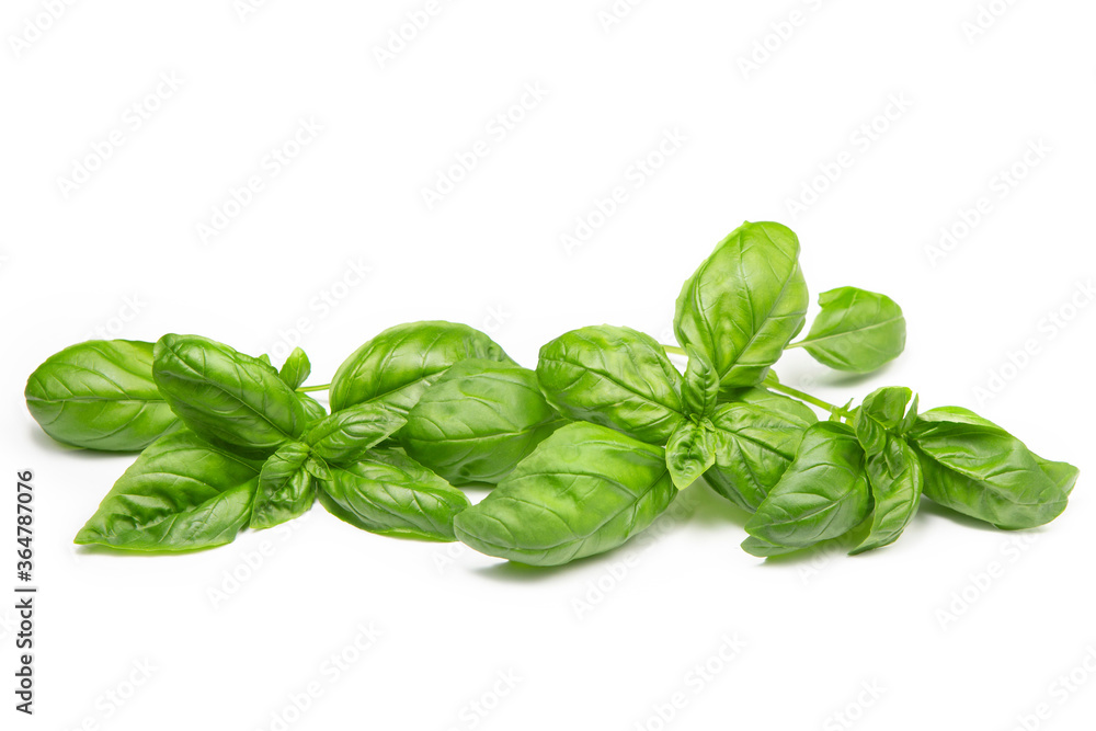 Basil leaves on a white isolated background. Fresh herbs, spices. Copy space. Basil leaves on a white isolated background. Fresh herbs, spices. Copy space.