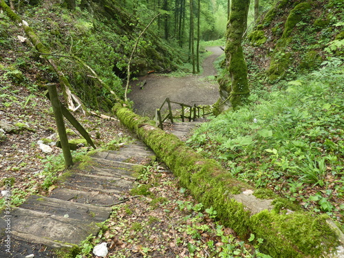 Ballade dans le forêt de Courgenay dans le canton du Jura (Suisse)
