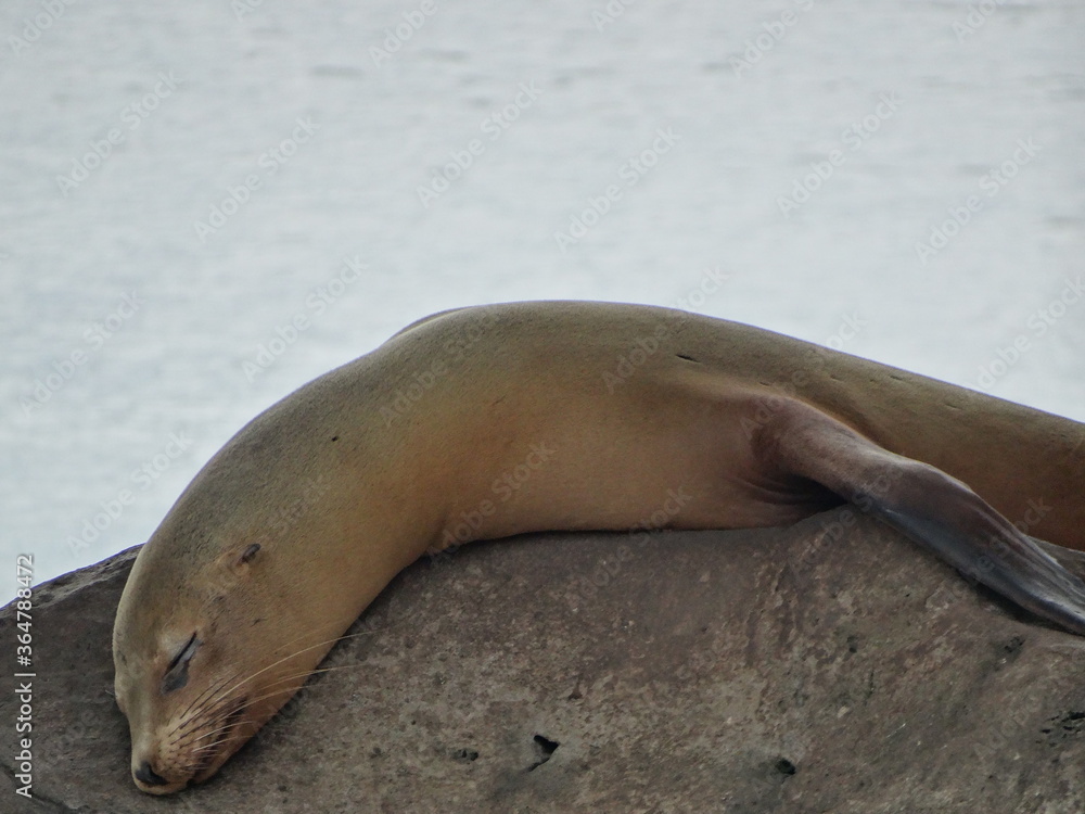 Fototapeta premium galapagos sea lion