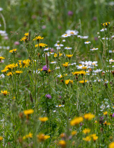 Beautiful Russian meadow with field sow thistle, daisies and clover