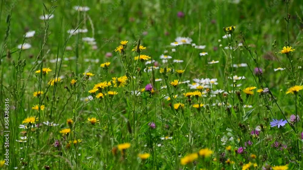 Beautiful Russian meadow with field sow thistle, daisies and clover Beautiful Russian meadow with field sow thistle, daisies and clover