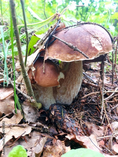 boletus edulis mushroom