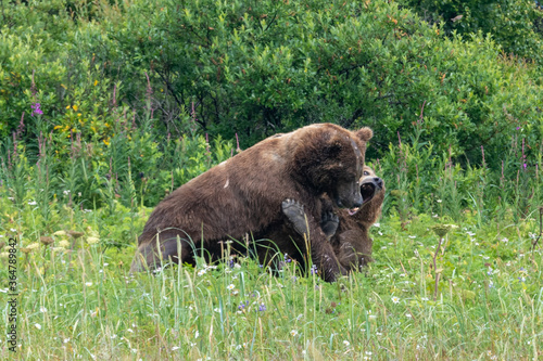 Two large male coastal brown bears (Ursus arctos) fighting in a green meadow in the Katmai NP, Alaska