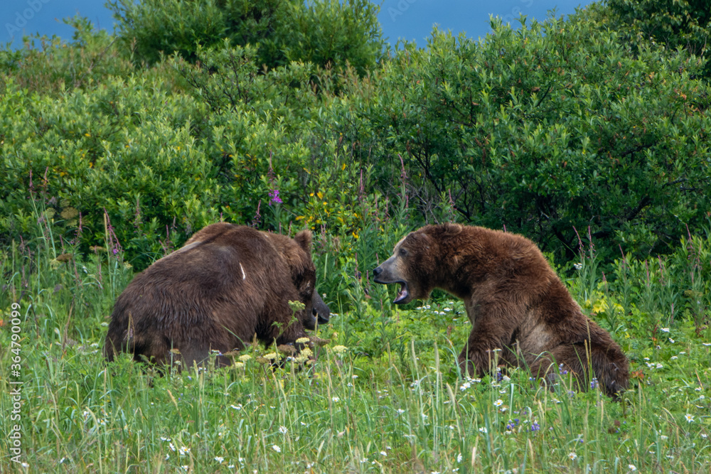 Two large male coastal brown bears (Ursus arctos) fighting in a green meadow in the Katmai NP, Alaska Two large male coastal brown bears (Ursus arctos) fighting in a green meadow in the Katmai NP, Alaska