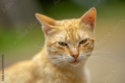 Lovely ginger cat closeup portrait in summer garden.