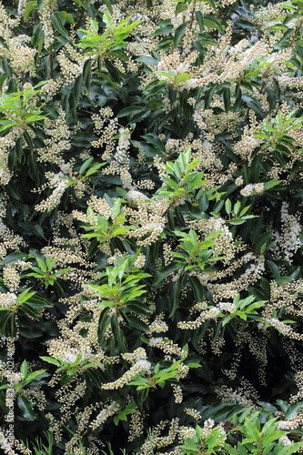 Foto Blossom of prunus lusitanica Angustifolia, called also Portuguese laurel in the spring  garden