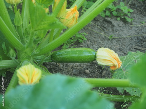 A young green zucchini fruit is growing. Olericulture.