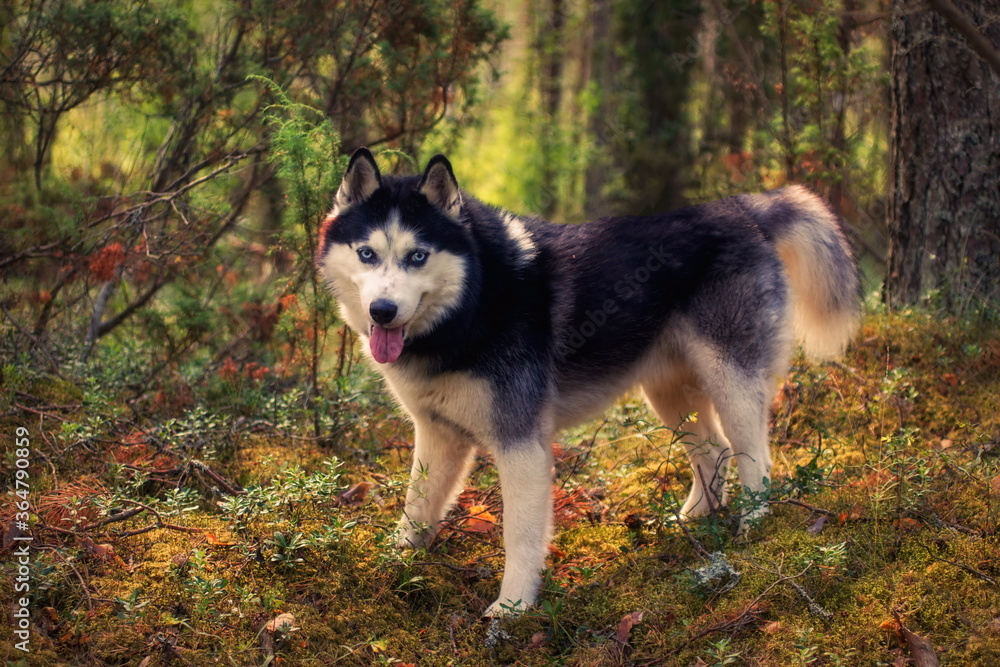 Husky in the pine forest