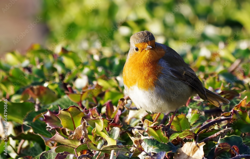 European/English Robin perching on top of a holly bush. European/English Robin perching on top of a holly bush.