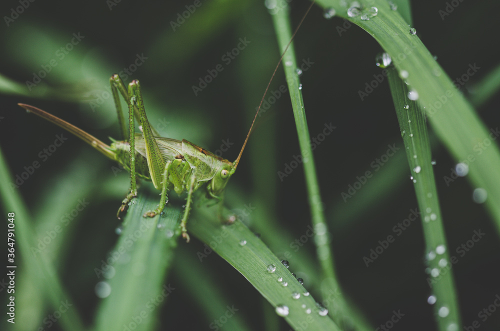Fototapeta premium grasshopper on grass, closeup
