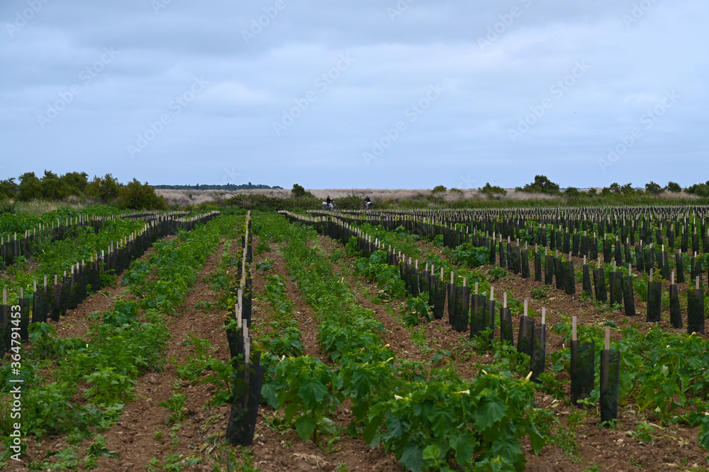 Vigne sur l'Ile de Ré Vigne sur l'Ile de Ré