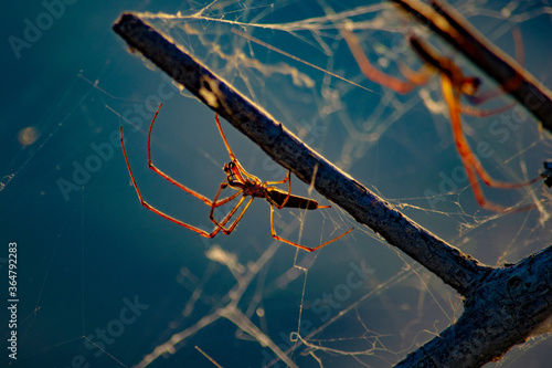 Wallpaper Mural spider on a branch Torontodigital.ca