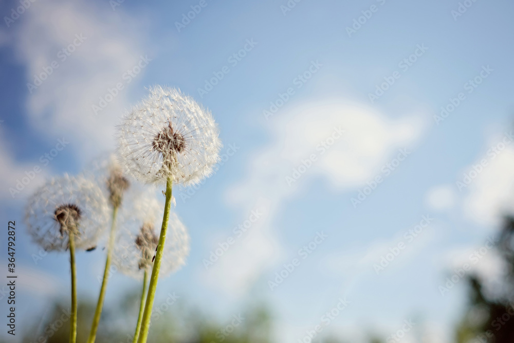 Dandelion against the sky with clouds in the field
