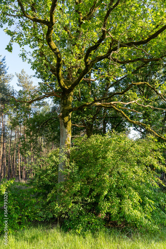 oak tree