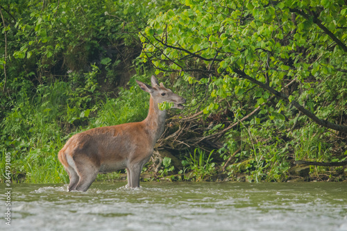 Red Deer in the river. Bieszczady Mountains. Carpathians. Poland © Szymon Bartosz