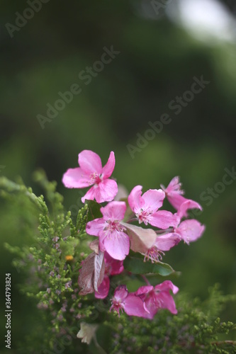 Fototapeta Naklejka Na Ścianę i Meble -  Pink Flowers